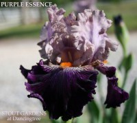 /album/a46/purple-essence-hugh-stout-2010-jpeg/